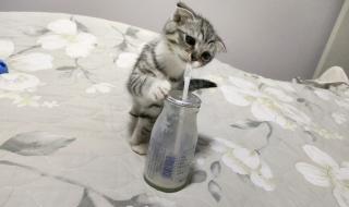 猫咪为什么爱喝酸奶 猫咪能喝酸奶吗